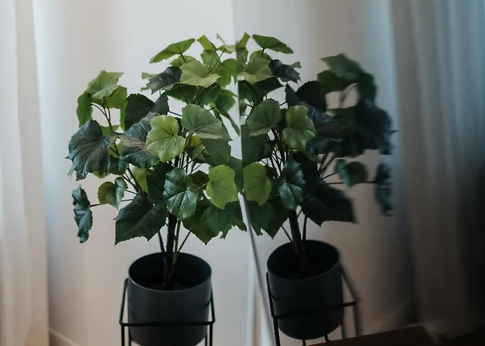 Golden Merchant Main Square * 크라쿠프